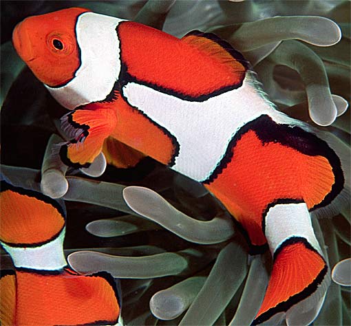 Clownfish - Amazing Symbiotic Partner | Animal Pictures and Facts ...