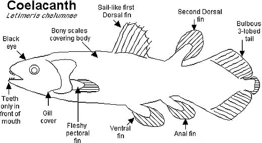 Coelacanth - No Need For Evolution | Animal Pictures and Facts ...