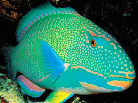 Parrot Fish – Misunderstood, or Miraculous Ocean Dwellers | Animal ...