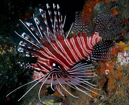 Colorful Lionfish