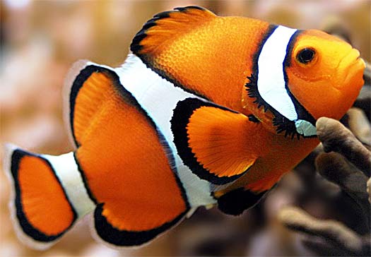 Red and White Clownfish Feeding