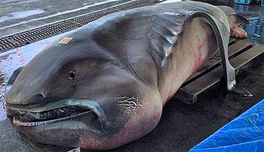 Megamouth Shark Rare Bizarre Looking Filter Feeder Animal