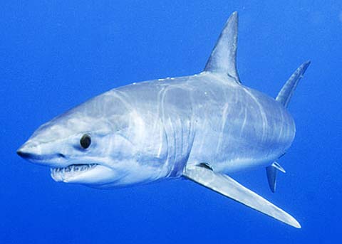 Shortfin Mako - Fast, Bright-Eyed, Open-water Shark | Animal Pictures ...