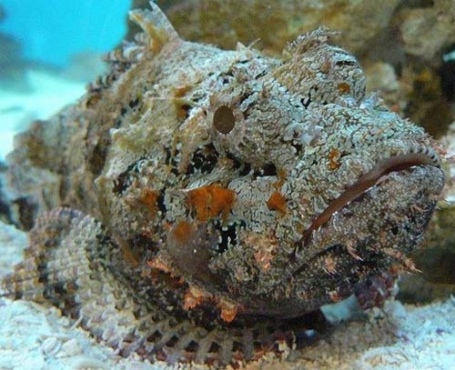 Stonefish - World's Most Venomous Fish | Animal Pictures and Facts ...