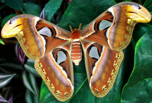 Atlas Moth World S Largest Moth Never Eats Animal Pictures And Facts Factzoo Com