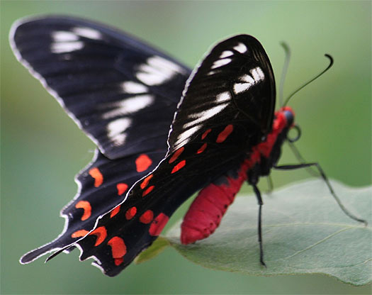 Swallowtail Butterflies - Large and Colorful | Animal Pictures and ...