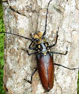 longhorn beetles nicaragua factzoo beetle