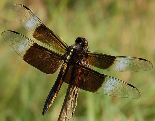 Dragonfly - Long-Winged, Speedster Insect | Animal Pictures and Facts ...