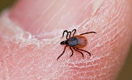 Deer Tick - Tiny, Very Dangerous Forrest Dweller | Animal Pictures and ...