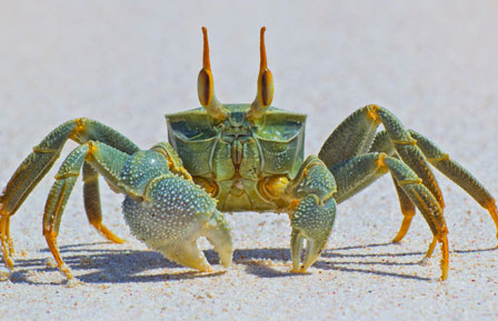 Horned Ghost Crab - Fast and Furious Sand Scurrier | Animal Pictures ...