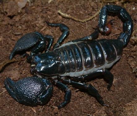 can scorpions see in the dark