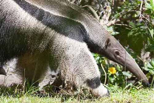 Giant Anteater - Long Snout and Tongue, Bushy Tail | Animal Pictures ...