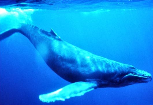 Baleen Whales World S Largest Creature Filter Feeders Animal