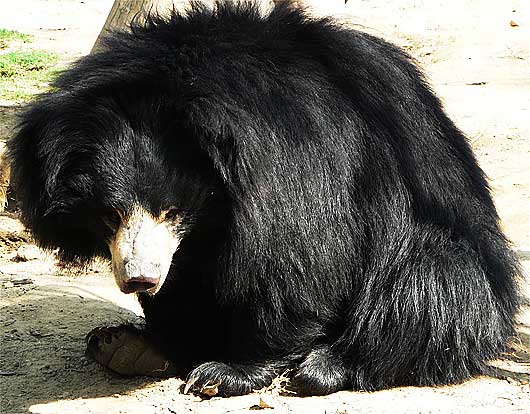 Sloth Bear - Shaggy-Coated, Insect Sucker | Animal Pictures and Facts ...