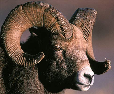 Bighorn Sheep - Well-Tempered Horns, Scenic Habitation | Animal ...