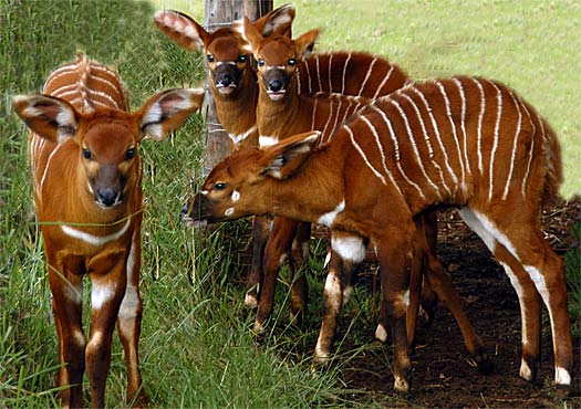 Bongo - Beautiful Striped Forest Antelope | Animal Pictures and Facts ...