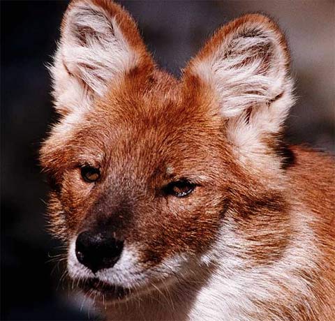 Dhole - Wild Asian Red Dog | Animal Pictures and Facts | FactZoo.com