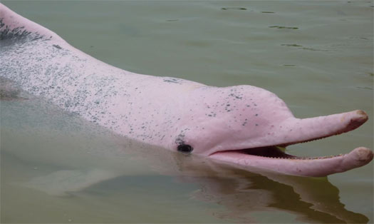 Pink Amazon River Dolphin Animal Pictures And Facts Factzoo Com