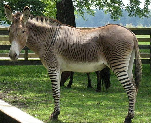 Zonkey - Hearty Equine Crossbreed | Animal Pictures and Facts | FactZoo.com