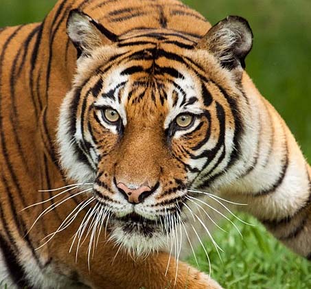 Tigers - Largest Cats, Beautiful Stripes, Like to Swim | Animal ...