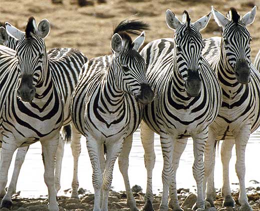 are zebras white with black stripes national geographic