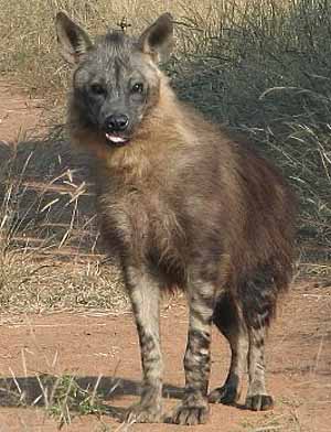 Brown Hyena - Shaggy Scavenger | Animal Pictures and Facts | FactZoo.com