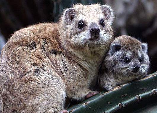 Hyrax - Semi-bulky Unique Mammal | Animal Pictures And Facts | FactZoo.com