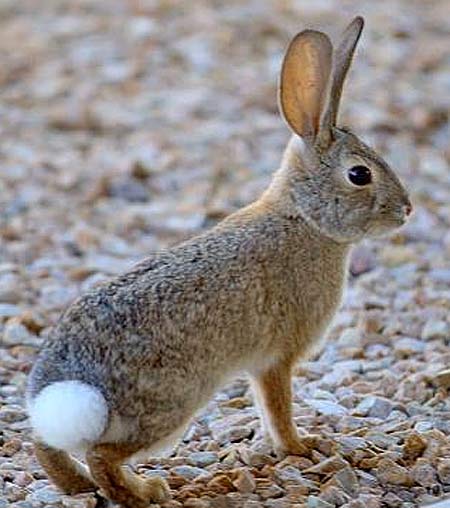 Cottontails - American Reproducing Specialists, White Tails | Animal