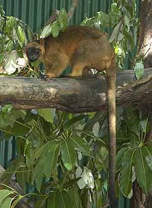 Lumholtz’s Tree Kangaroo | Animal Pictures and Facts | FactZoo.com