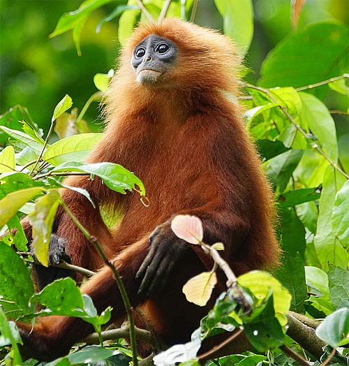 Maroon Leaf Monkey - Fiery Borneo Leaf Muncher | Animal Pictures and ...