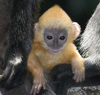 Langurs - Large, Long-limbed and Handsome | Animal Pictures and Facts ...