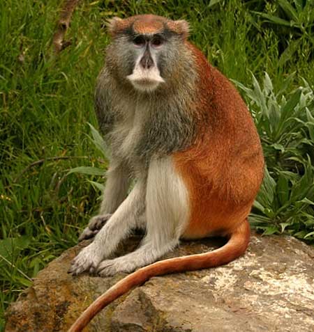 Patas Monkey - Fastest on the Ground | Animal Pictures and Facts