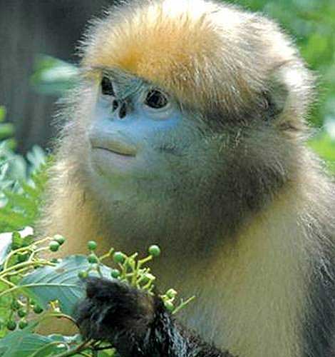 Snub Nosed Monkeys Aka Sneezing Or Michael Jackson Monkeys Animal