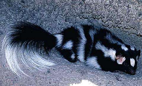 Eastern Spotted Skunk - Small, Agile Stinker | Animal Pictures And ...