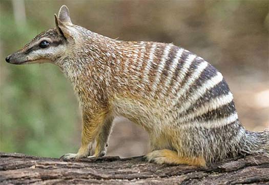 Numbat - Aboriginal Striped Termite Eater | Animal Pictures and Facts