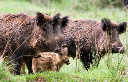 Wild Boar - Scruffy Swine | Animal Pictures and Facts | FactZoo.com