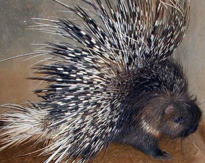 Crested Porcupine - Rattle Tail Rodent of Africa | Animal Pictures and ...