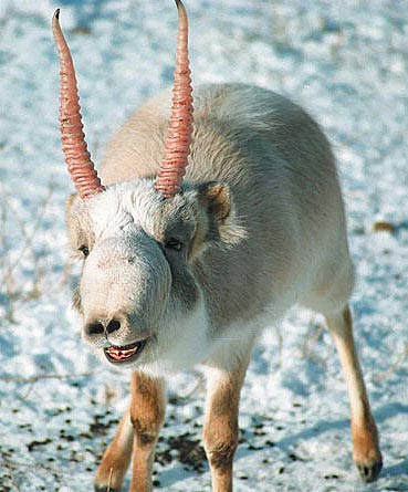 Saiga Antelope - Asian Big-Snout Steppe Wanderer | Animal Pictures and