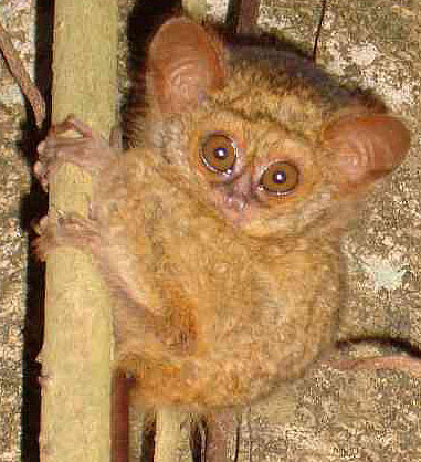 Tarsiers - The Big-Eyed, Ancient, Nocturnal Mammal | Animal Pictures ...