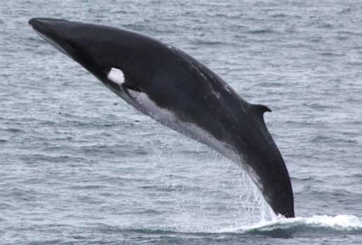 Minke Whale - Curious, Smallest of Rorquals | Animal Pictures and Facts ...