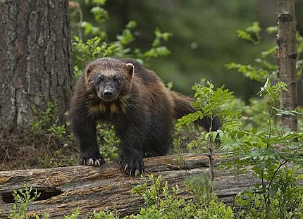 Wolverine - Powerful Bear-like Predator of the North | Animal Pictures ...