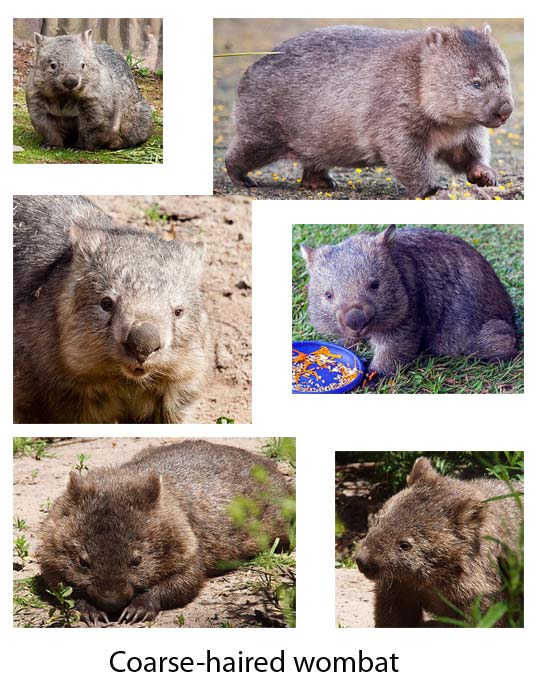 Wombats Animal Pictures And Facts Factzoo Com