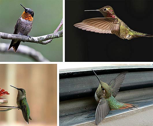 Hummingbirds | Animal Pictures and Facts | FactZoo.com