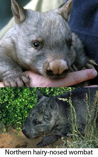 Wombats Animal Pictures And Facts Factzoo Com