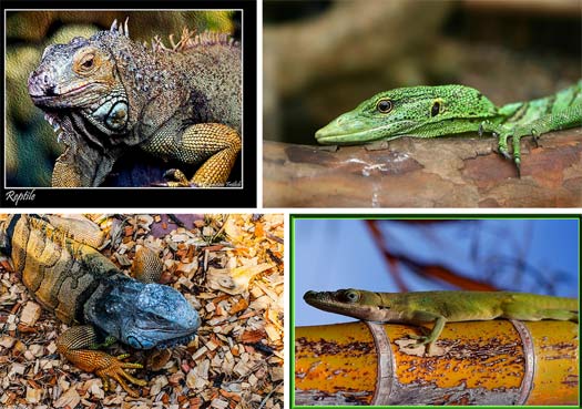 Reptiles | Animal Pictures and Facts | FactZoo.com