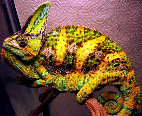 Chameleons - Master of Disguise with Unique Eyes | Animal Pictures and ...