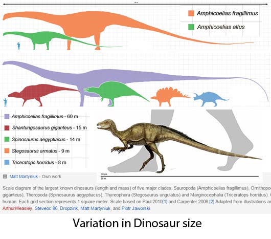 amphicoelias fragillimus vs brachiosaurus