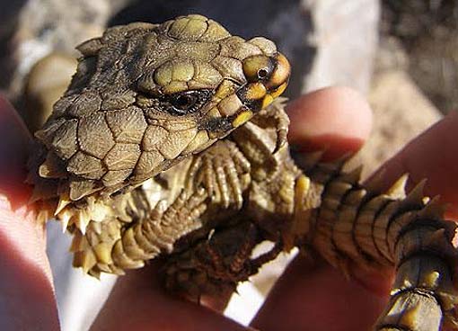girdled armadillo lizard
