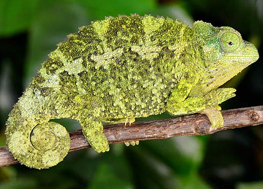 Jackson's Chameleon - The Lizard that Has It All | Animal Pictures and ...