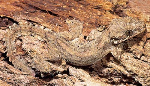 Flying Gecko - Useful Skin Flaps | Animal Pictures and Facts | FactZoo.com